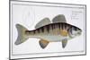 Pike-Perch-Andreas-ludwig Kruger-Mounted Giclee Print