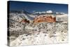 Pike's Peak and the Gardern of the Gods-bcoulter-Stretched Canvas