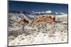 Pike's Peak and the Gardern of the Gods-bcoulter-Mounted Photographic Print