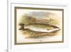 Pike-A.f. Lydon-Framed Premium Giclee Print