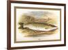 Pike-A.f. Lydon-Framed Premium Giclee Print