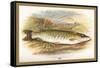 Pike-A.f. Lydon-Framed Stretched Canvas