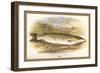 Pike-A.f. Lydon-Framed Art Print