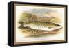 Pike-A.f. Lydon-Framed Stretched Canvas