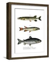 Pike-null-Framed Giclee Print