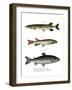 Pike-null-Framed Giclee Print