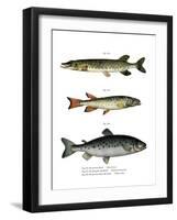 Pike-null-Framed Giclee Print