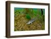 Pikeperch in an riparian forest lake,-Herbert Frei-Framed Photographic Print