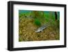 Pikeperch in an riparian forest lake,-Herbert Frei-Framed Photographic Print