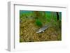 Pikeperch in an riparian forest lake,-Herbert Frei-Framed Photographic Print