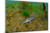 Pikeperch in an riparian forest lake,-Herbert Frei-Mounted Photographic Print