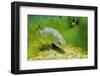 Pikeperch in an riparian forest lake,-Herbert Frei-Framed Photographic Print