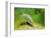 Pikeperch in an riparian forest lake,-Herbert Frei-Framed Photographic Print