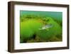 Pikeperch in an riparian forest lake,-Herbert Frei-Framed Photographic Print