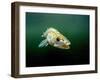 Pikeperch, Sander lucioperca, lake,-Herbert Frei-Framed Photographic Print