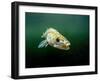 Pikeperch, Sander lucioperca, lake,-Herbert Frei-Framed Photographic Print