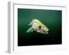 Pikeperch, Sander lucioperca, lake,-Herbert Frei-Framed Photographic Print