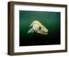 Pikeperch, Sander lucioperca, lake,-Herbert Frei-Framed Photographic Print