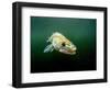 Pikeperch, Sander lucioperca, lake,-Herbert Frei-Framed Photographic Print