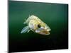 Pikeperch, Sander lucioperca, lake,-Herbert Frei-Mounted Photographic Print