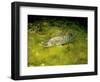 Pikeperch, Sander lucioperca, quarry pond,-Herbert Frei-Framed Photographic Print