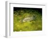 Pikeperch, Sander lucioperca, quarry pond,-Herbert Frei-Framed Photographic Print