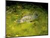 Pikeperch, Sander lucioperca, quarry pond,-Herbert Frei-Mounted Photographic Print