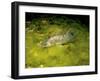 Pikeperch, Sander lucioperca, quarry pond,-Herbert Frei-Framed Photographic Print