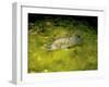 Pikeperch, Sander lucioperca, quarry pond,-Herbert Frei-Framed Photographic Print