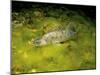 Pikeperch, Sander lucioperca, quarry pond,-Herbert Frei-Mounted Photographic Print