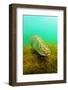 Pikeperch, Sander luicoperca, quarry pond,-Herbert Frei-Framed Photographic Print