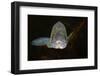 Pikeperch, Sander luicoperca,-Herbert Frei-Framed Photographic Print