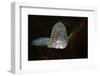 Pikeperch, Sander luicoperca,-Herbert Frei-Framed Photographic Print