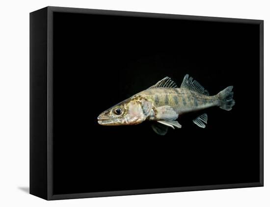 Pikeperch, Sander luicoperca,-Herbert Frei-Framed Stretched Canvas