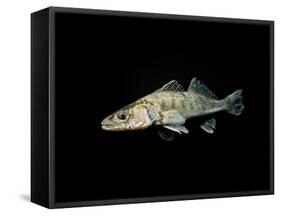 Pikeperch, Sander luicoperca,-Herbert Frei-Framed Stretched Canvas