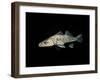 Pikeperch, Sander luicoperca,-Herbert Frei-Framed Photographic Print