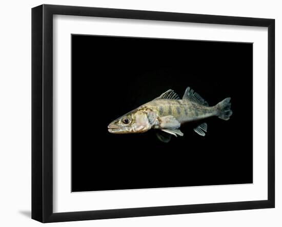 Pikeperch, Sander luicoperca,-Herbert Frei-Framed Photographic Print