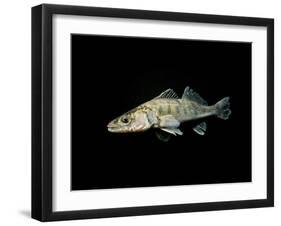 Pikeperch, Sander luicoperca,-Herbert Frei-Framed Photographic Print