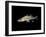 Pikeperch, Sander luicoperca,-Herbert Frei-Framed Photographic Print