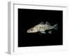 Pikeperch, Sander luicoperca,-Herbert Frei-Framed Photographic Print