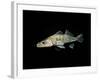 Pikeperch, Sander luicoperca,-Herbert Frei-Framed Photographic Print