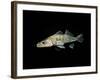 Pikeperch, Sander luicoperca,-Herbert Frei-Framed Photographic Print