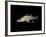 Pikeperch, Sander luicoperca,-Herbert Frei-Framed Photographic Print