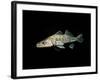 Pikeperch, Sander luicoperca,-Herbert Frei-Framed Photographic Print