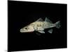 Pikeperch, Sander luicoperca,-Herbert Frei-Mounted Photographic Print