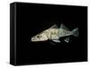 Pikeperch, Sander luicoperca,-Herbert Frei-Framed Stretched Canvas