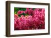 Pikn Azalea-Minerva Studio-Framed Photographic Print