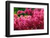 Pikn Azalea-Minerva Studio-Framed Photographic Print