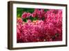 Pikn Azalea-Minerva Studio-Framed Photographic Print