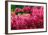 Pikn Azalea-Minerva Studio-Framed Photographic Print